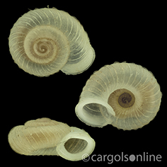 IMG_detallada/Vallonia costata.jpg